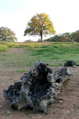 Arbre et vieille souche