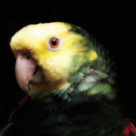 Perroquet à face jaune