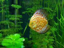 Discus