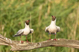 mouettes rieuses