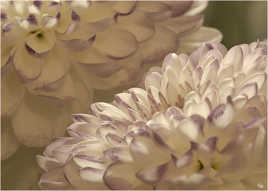 chrysantheme3