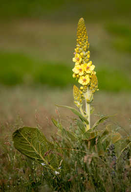 Molène à fleurs denses