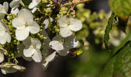 1 piège en formation minuscule araignée