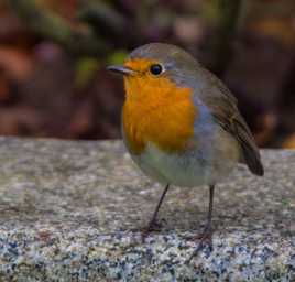 rouge gorge