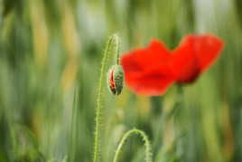 LE COQUELICOT