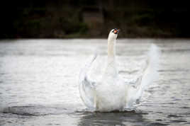 Cygne se réchauffe !