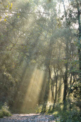 Sous bois au petit matin