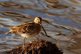 Bécassine des marais.
