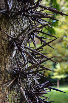 qui s'y frotte s'y pique