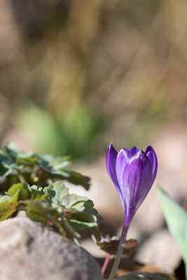 mon seul et unique Crocus