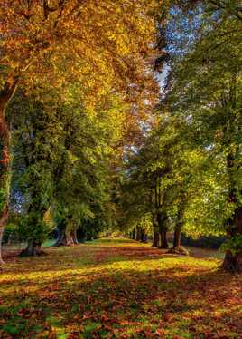 L'allée Cavalière !