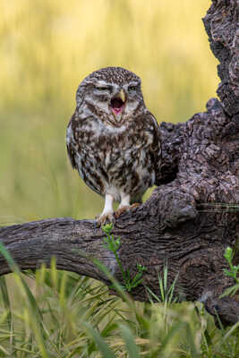 Le réveil de la chevêche