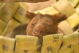 Ne pas déranger (sieste)