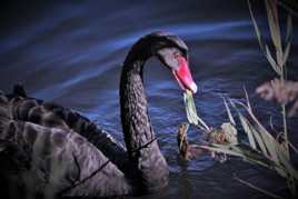 The black swan