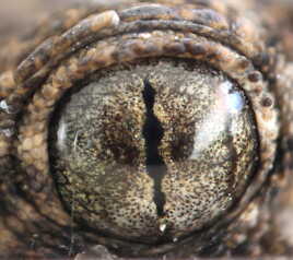 Oeil de gecko