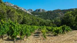 les dentelles de Montmirial - Gigondas