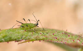 Puceron vert du rosier