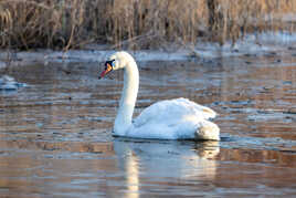 Le cygne brise glace