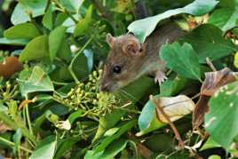 cache cache dans le lierre