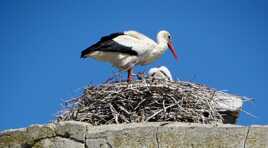 Cigogne avec ses petits