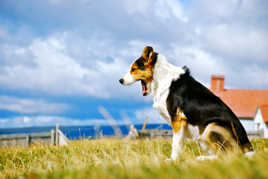 chien qui baîlle