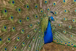 Monsieur le paon fait la roue