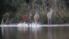 Deux faons jouent sur l'étang