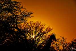 Silhouette africaine