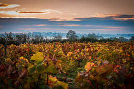 vignes d'automnes