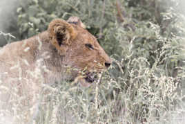 Lionceau africain