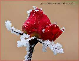 Bonnes Fêtes et Meilleurs Vœux