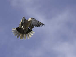 L'OMBRE D'UN BATTEMENT