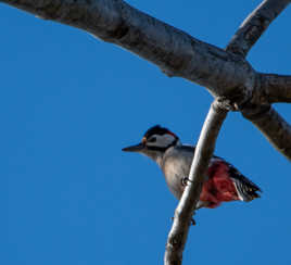 Pic épeiche perché