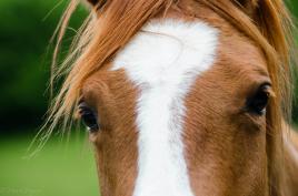 Regard d'équidé