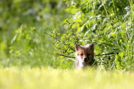 Ah, tu es là  ??!!!