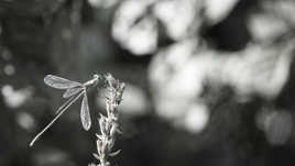 La demoiselle vous voit