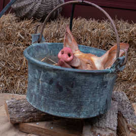 Fais pas ta tête de lard !