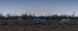 Chevaux de Camargue