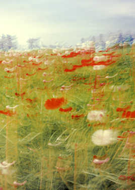 Les pissenlits rouges