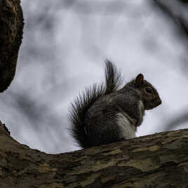 a la recherche de la noisette