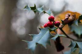 Début d'hiver