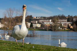 T'aurais pas un bout de pain ?