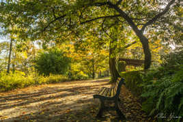 Aire de repos automnale