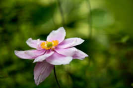 Fleur en apesanteur