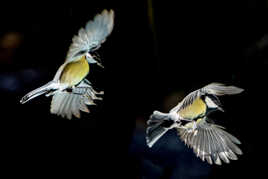 hitchcockien... Les oiseaux !