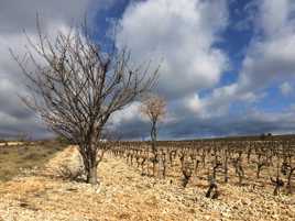 des graves avant les grappes