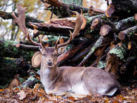 Le Daim du pain de sucre