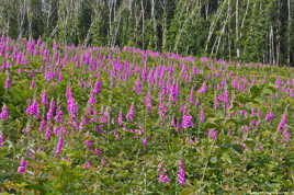 Floraison forestière (2)