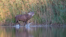 Bourré de testostérone