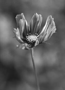 Nature monochrome (9)